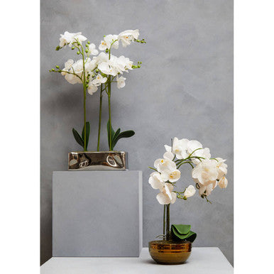 Desk White Orchid Plant