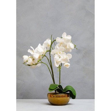 Desk White Orchid Plant