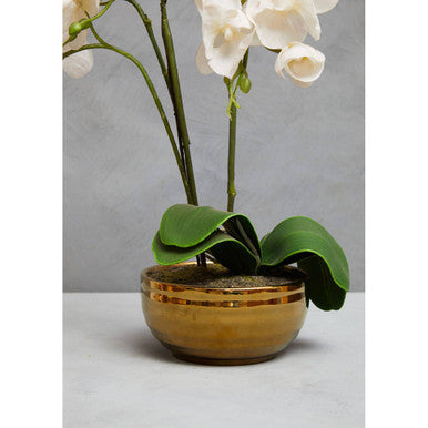 Desk White Orchid Plant