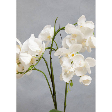Desk White Orchid Plant